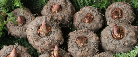 ؕqXi؂ɂႭXĵɂႭ